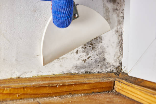 Best Comprehensive Air Testing for Mold Contaminants  in Canutillo, TX